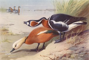 Casarca, Oca collorosso da Archibald Thorburn