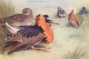 Ruff (quattro tipi di maschio e femmina) da Archibald Thorburn