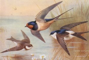Rondine di mare, Rondine, Martin da Archibald Thorburn