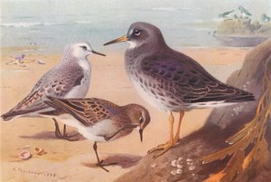 Piovanello tridattilo (inverno), Gambecchio di Temminck, Piovanello violetto (inverno) da Archibald Thorburn