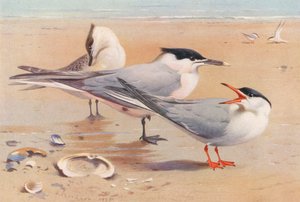 Sterna di Sandwich (adulto e giovane), Sterna Comune da Archibald Thorburn