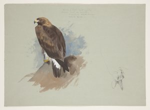 Aquila di mare e schizzo a matita di coniglio, c.1915 da Archibald Thorburn