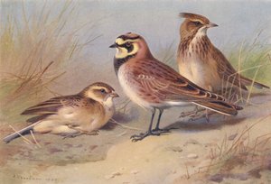 Allodola beccogrosso, allodola di mare, allodola crestato