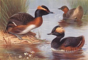 Svasso cornuto, Svasso piccolo, Svasso collonero da Archibald Thorburn
