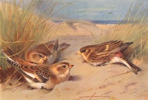 Zigolo delle nevi (inverno), Fanello da Archibald Thorburn