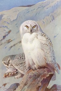 Gufo delle nevi da Archibald Thorburn