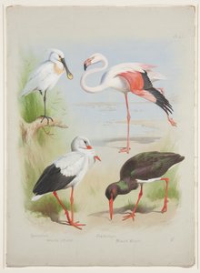 Spatola, fenicottero e cicogna, c.1915 (acquerello e gouache su matita su carta) da Archibald Thorburn
