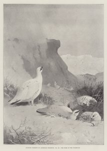 Soggetti sportivi, la casa del pernice bianca da Archibald Thorburn