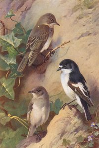Balia Nera, Balia Dal Collare (maschio e femmina)