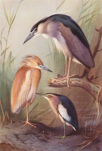 Sgarza ciuffetto, Nitticora, Tarabusino