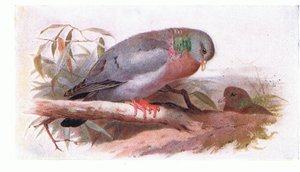 Colombo selvatico, da Birds of the British Isles and Their Eggs pubblicato da Frederick Warne & Co Ltd, 1958