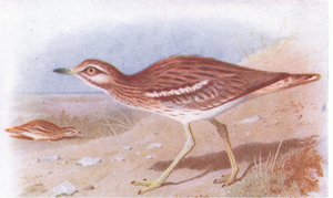 Occhione, da Uccelli delle isole britanniche e le loro uova pubblicato da Frederick Warne & Co Ltd, 1958