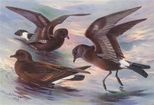 Uccello delle Tempeste, Petrello Codaforcuta di Leach, Petrello di Wilson da Archibald Thorburn