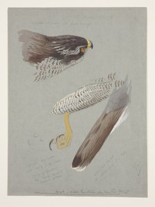 Studi di testa, piede e ala di astore maschio, c.1915 da Archibald Thorburn