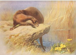 La lontra, da Mammiferi di Thorburn pubblicato da Longmans and Co, c. 1920