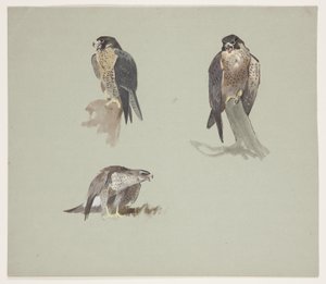 Tre schizzi a colori di un falco pellegrino maschio, c.1915