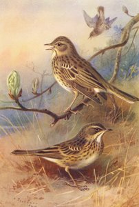 Prispolone, Prispolone dei prati da Archibald Thorburn