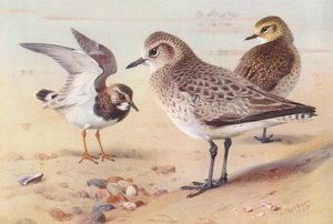 Voltapietre (inverno), Piviere Grigio (inverno), Piviere Dorato (inverno) da Archibald Thorburn