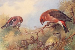 Crociere bifasciato, Crociere (maschio e femmina) da Archibald Thorburn