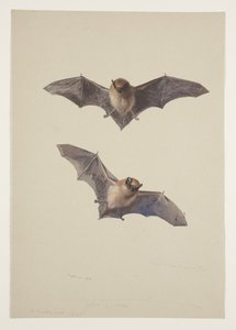 Pipistrello baffuto, c.1915 da Archibald Thorburn