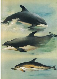 Delfino dal becco bianco, delfino dal naso a bottiglia e delfino comune, da Mammiferi di Thorburn pubblicato da Longmans e Co, c. 1920 da Archibald Thorburn