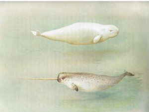 Balena bianca e narvalo, da Mammiferi di Thorburn pubblicato da Longmans and Co, c. 1920 da Archibald Thorburn
