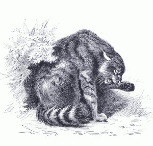 Gatto selvatico, da Mammiferi di Thorburn pubblicato da Longmans e Co, c. 1920 da Archibald Thorburn