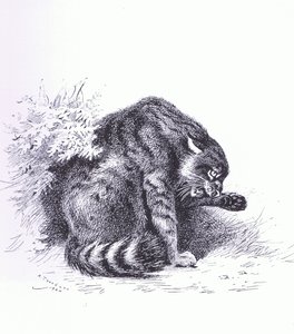 Gatto selvatico, pub. da Book Club Associates