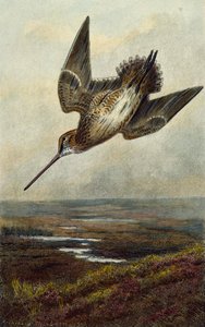 Beccaccia da Archibald Thorburn