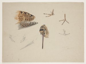 Becco, piedi e ala di beccaccia, c.1915 da Archibald Thorburn