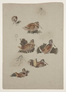 Beccaccia da Archibald Thorburn