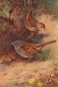 Scricciolo, Passera Scopaiola da Archibald Thorburn
