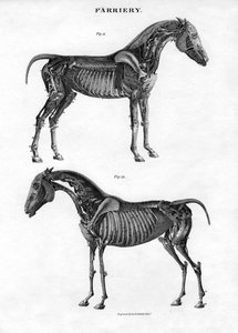 Anatomia di un cavallo, 19º secolo da Archibald Webb