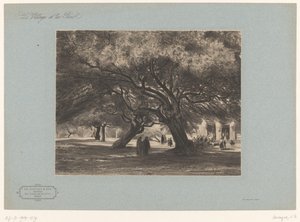 Querce presso la chiesa di Cimiez da Armand Theophile Cassagne