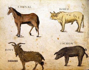 Illustrazioni da 