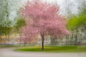 Albero primaverile rosa sfocato