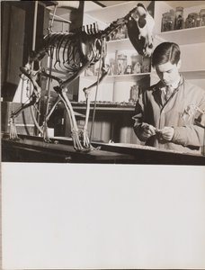[Giovane uomo in piedi accanto a uno scheletro di animale] da Arnold Eagle