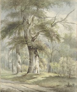 Paesaggio boschivo