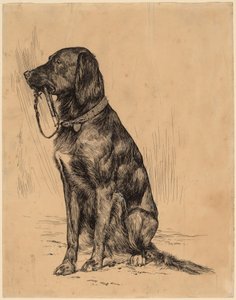 Il Cane di Aldrich