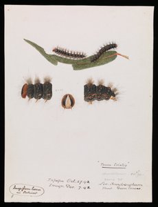 Bruco, Epicoma contristis, Teara tristis