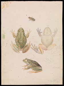 Rana Gracidante, Litoria raniformis