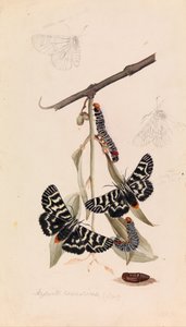 Falena della Vite, Comocrus behri