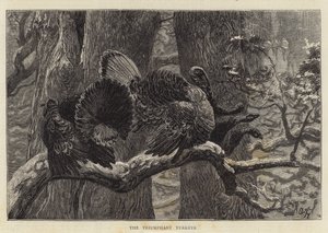 I Tacchini Trionfanti da Arthur Boyd Houghton