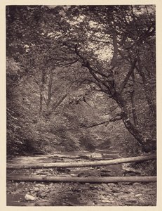 [Alberi caduti nella foresta] da Arthur Brown