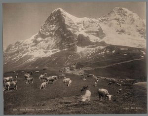 Mucche sulla Kleine Scheidegg nell