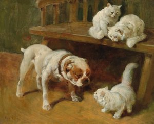 Cani e gatti