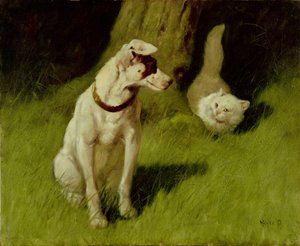 Gatto persiano bianco e Jack Russell