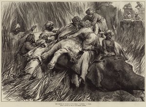 Il Principe di Galles nel Terai, caccia a una tigre da Arthur Hopkins