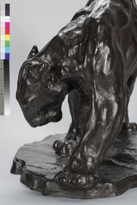 Grande puma che annusa tracce di bue