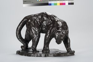 Grande puma che annusa una traccia di bue